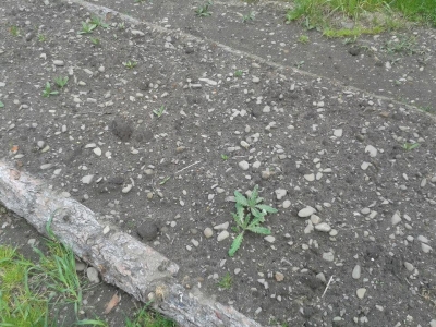 ZAJĘCIA EDUKACYJNE W OGRODZIE SZKOLNYM - zdjęcia - zdjęcie5