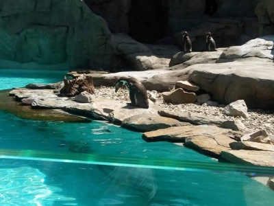 WYCIECZKA DO ZOO - zdjęcia - zdjęcie26