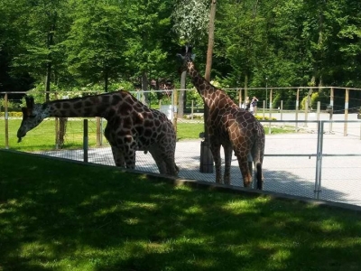 WYCIECZKA DO ZOO - zdjęcia - zdjęcie16